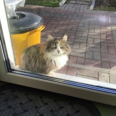 Подробнее об объявлении «Найдена кошка кошечка, курильский бобтейл, ориентирово Колпино» Фото: найдена кошка Курильский бобтейл «Найдена кошка кошечка, курильский бобтейл,...» в г. Колпино