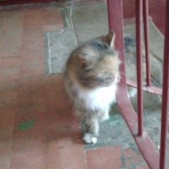 Подробнее об объявлении «Найдена кошка Санкт-Петербург» Фото: найдена кошка  «Найдена кошка Санкт-Петербург» в г. Санкт-Петербург