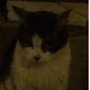 Подробнее об объявлении «Москва Найден кот живет на улице уже недели три» Фото: найдена кошка  «Москва Найден кот живет на улице уже недели три» в г. Москва