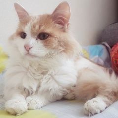 Подробнее об объявлении «Сургут Найден кот молодой кот» Фото: найдена кошка Турецкий ван «Сургут Найден кот молодой кот» в г. Сургут