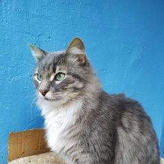 Подробнее об объявлении «Москва Найден кот» Фото: найдена кошка Сибирская «Москва Найден кот» в г. Москва
