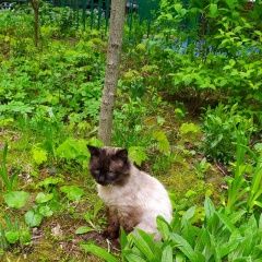 Подробнее об объявлении «Москва Найдена кошка» Фото: найдена кошка  «Москва Найдена кошка» в г. Москва