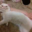 Подробнее об объявлении «Найден кот Реутов» Фото: найдена кошка  «Найден кот Реутов» в г. Реутов