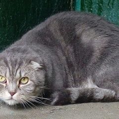 Подробнее об объявлении «Москва Найдена кошка нашли (кот) кошка» Фото: найдена кошка  «Москва Найдена кошка нашли (кот) кошка» в г. Москва