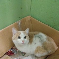 Подробнее об объявлении «Химки Найден кот нашли кота. мкр. сходня» Фото: найдена кошка  «Химки Найден кот нашли кота. мкр. сходня» в г. Химки