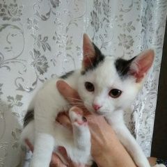 Подробнее об объявлении «Найден котик месяца Зеленоград» Фото: найдена кошка  «Найден котик месяца Зеленоград» в г. Зеленоград