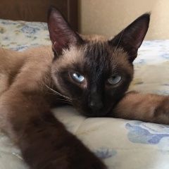 Подробнее об объявлении «Найдена кошка Нижний Новгород» Фото: найдена кошка  «Найдена кошка Нижний Новгород» в г. Нижний Новгород