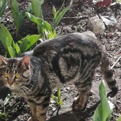 Подробнее об объявлении «Москва Найден кот бенгальской породы» Фото: найдена кошка Бенгальская «Москва Найден кот бенгальской породы» в г. Москва