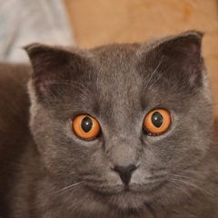 Подробнее об объявлении «Москва Найден кот вислоухий» Фото: найдена кошка  «Москва Найден кот вислоухий» в г. Москва