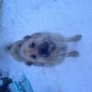 Подробнее об объявлении «Найдена собака Тюмень» Фото: найдена собака  «Найдена собака Тюмень» в г. Тюмень