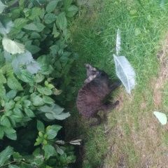 Подробнее об объявлении «Найдена кошка возможно сфинкс - ушастая и лысая Санкт-Петербург» Фото: найдена кошка Сфинкс «Найдена кошка возможно сфинкс - ушастая и лысая...» в г. Санкт-Петербург