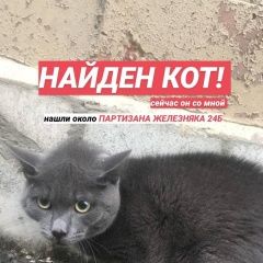 Подробнее об объявлении «Красноярск Найден кот» Фото: найдена кошка  «Красноярск Найден кот» в г. Красноярск