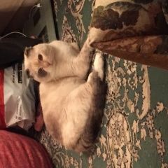 Подробнее об объявлении «Москва Найдена кошка» Фото: найдена кошка  «Москва Найдена кошка» в г. Москва