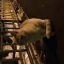 Подробнее об объявлении «Москва Найдена кошка на улице» Фото: найдена кошка  «Москва Найдена кошка на улице» в г. Москва