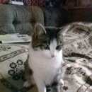 Подробнее об объявлении «Москва Найдена кошка» Фото: найдена кошка  «Москва Найдена кошка» в г. Москва