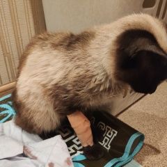 Подробнее об объявлении «Пенза Найдена кошка сиамская кошечка» Фото: найдена кошка Сиамская «Пенза Найдена кошка сиамская кошечка» в г. Пенза