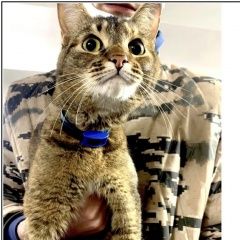 Подробнее об объявлении «Москва Найдена кошка» Фото: найдена кошка  «Москва Найдена кошка» в г. Москва