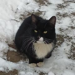 Подробнее об объявлении «Санкт-Петербург Найдена кошка черно-белый пушистый кот» Фото: найдена кошка  «Санкт-Петербург Найдена кошка черно-белый...» в г. Санкт-Петербург