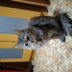 Подробнее об объявлении «Москва Найдена кошка горчакова д1 к2» Фото: найдена кошка  «Москва Найдена кошка горчакова д1 к2» в г. Москва
