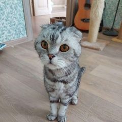 Подробнее об объявлении «Москва Найден кот вислоухий кот мраморного окраса» Фото: найдена кошка Скоттиш фолд (шотландская вислоухая) «Москва Найден кот вислоухий кот мраморного окраса» в г. Москва