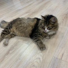 Подробнее об объявлении «Москва Найдена кошка метро тульская духовской переулок д 17» Фото: найдена кошка  «Москва Найдена кошка метро тульская духовской...» в г. Москва