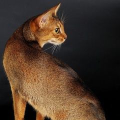 Подробнее об объявлении «Москва Найден кот» Фото: найдена кошка Абиссинская «Москва Найден кот» в г. Москва