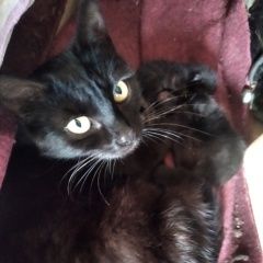 Подробнее об объявлении «Москва Найдена кошка, чёрная, домашняя» Фото: найдена кошка  «Москва Найдена кошка, чёрная, домашняя» в г. Москва
