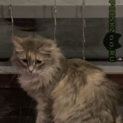 Подробнее об объявлении «Москва Найдена кошка в красном ошейнике» Фото: найдена кошка  «Москва Найдена кошка в красном ошейнике» в г. Москва