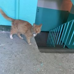 Подробнее об объявлении «Найдена кошка Нижний Новгород» Фото: найдена кошка  «Найдена кошка Нижний Новгород» в г. Нижний Новгород