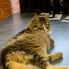 Подробнее об объявлении «Москва Найдена кошка» Фото: найдена кошка  «Москва Найдена кошка» в г. Москва