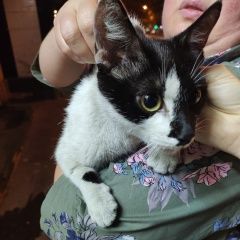 Подробнее об объявлении «Москва Найдена кошка» Фото: найдена кошка  «Москва Найдена кошка» в г. Москва