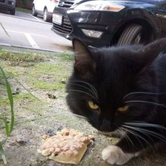 Подробнее об объявлении «Москва Найдена кошка» Фото: найдена кошка  «Москва Найдена кошка» в г. Москва