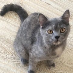 Подробнее об объявлении «Краснодар Найдена кошка помесь британской породы, молодая, кошечк» Фото: найдена кошка Британская короткошерстная «Краснодар Найдена кошка помесь британской...» в г. Краснодар