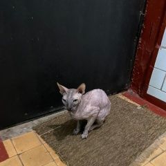 Подробнее об объявлении «Москва Найдена кошка серый сфинкс» Фото: найдена кошка Сфинкс «Москва Найдена кошка серый сфинкс» в г. Москва