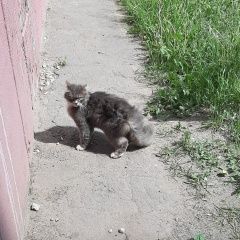 Подробнее об объявлении «Найден кот Ярославль» Фото: найдена кошка  «Найден кот Ярославль» в г. Ярославль