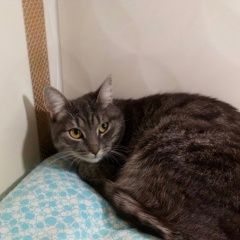 Подробнее об объявлении «Найдена кошка Мытищи» Фото: найдена кошка  «Найдена кошка Мытищи» в г. Мытищи