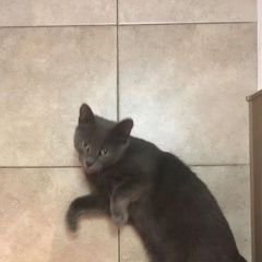 Подробнее об объявлении «Найдена кошка хозяин отзовись   Мытищи» Фото: найдена кошка Русская голубая «Найдена кошка хозяин отзовись   Мытищи» в г. Мытищи