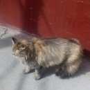 Подробнее об объявлении «Москва Найдена кошка» Фото: найдена кошка  «Москва Найдена кошка» в г. Москва