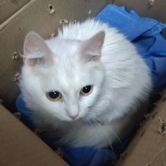 Подробнее об объявлении «Найдена кошка слепая кошечка Орехово-Зуево» Фото: найдена кошка  «Найдена кошка слепая кошечка Орехово-Зуево» в г. Орехово-Зуево