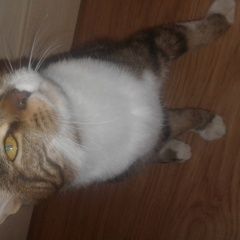 Подробнее об объявлении «Москва Найден кот ласковый, молодой котик.» Фото: найдена кошка  «Москва Найден кот ласковый, молодой котик.» в г. Москва