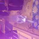 Подробнее об объявлении «Жуковский Найден кот» Фото: найдена кошка  «Жуковский Найден кот» в г. Жуковский