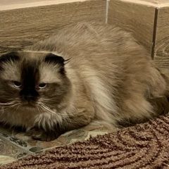 Подробнее об объявлении «Санкт-Петербург Найдена кошка» Фото: найдена кошка  «Санкт-Петербург Найдена кошка» в г. Санкт-Петербург