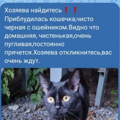 Подробнее об объявлении «Найдена кошка. Новочеркасск» Фото: найдена кошка  «Найдена кошка. Новочеркасск» в г. Новочеркасск
