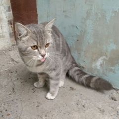 Подробнее об объявлении «Найден кот Томск» Фото: найдена кошка  «Найден кот Томск» в г. Томск