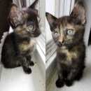 Подробнее об объявлении «Москва Найдена кошка 2 полуторамесячные девочки» Фото: найдена кошка  «Москва Найдена кошка 2 полуторамесячные девочки» в г. Москва