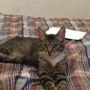 Подробнее об объявлении «Москва Найден кот.» Фото: найдена кошка  «Москва Найден кот.» в г. Москва