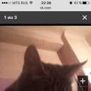 Подробнее об объявлении «Найден кот Нижний Новгород» Фото: найдена кошка  «Найден кот Нижний Новгород» в г. Нижний Новгород