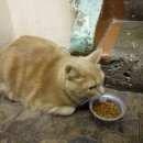 Подробнее об объявлении «Москва Найдена кошка» Фото: найдена кошка  «Москва Найдена кошка» в г. Москва