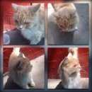 Подробнее об объявлении «Москва Найден котик персикового цвета - пушистый» Фото: найдена кошка  «Москва Найден котик персикового цвета - пушистый» в г. Москва