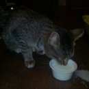 Подробнее об объявлении «Санкт-Петербург Найдена кошка» Фото: найдена кошка  «Санкт-Петербург Найдена кошка» в г. Санкт-Петербург